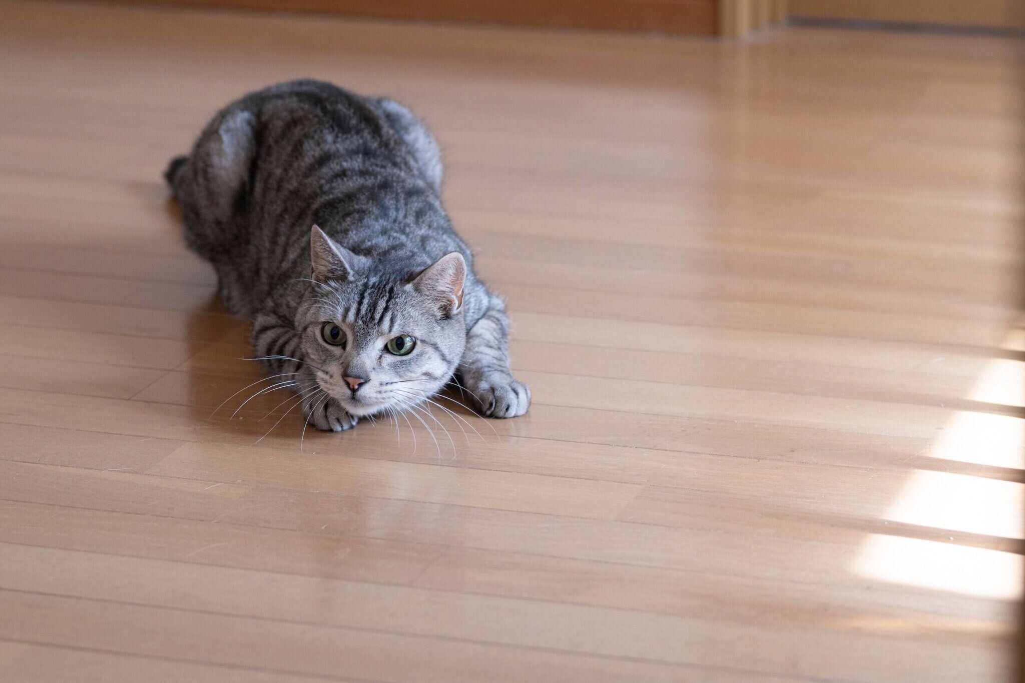 フローリングに寝そべる猫
