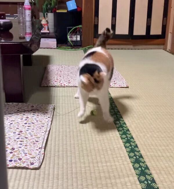 獲物を狙うミケちゃん