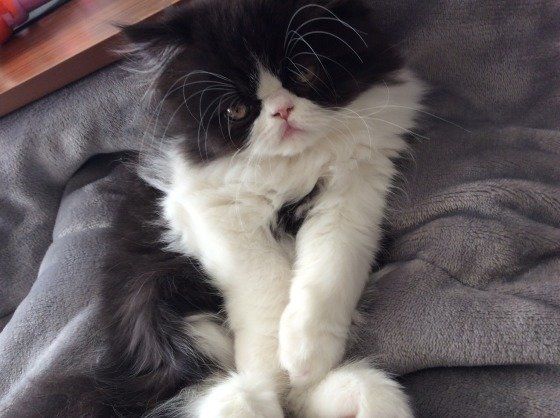 見つめるエキゾチックショートヘア