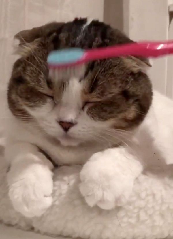 歯ブラシでマッサージされるスコティッシュフォールド