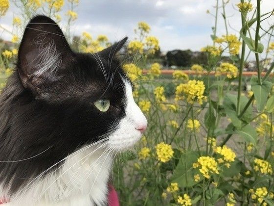菜の花と猫