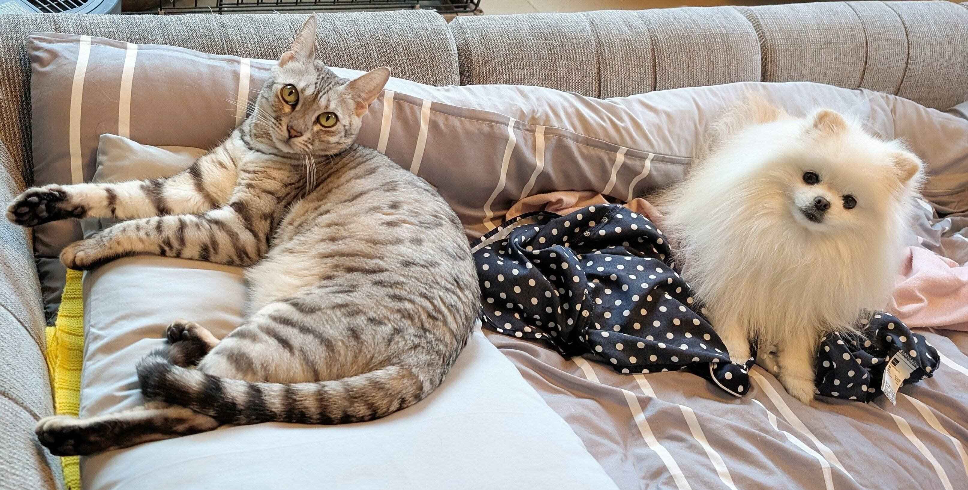 仲良しなうにちゃん、こめたくん