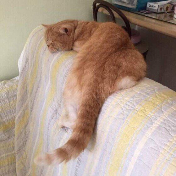 しっぽを揺らしてご機嫌な猫