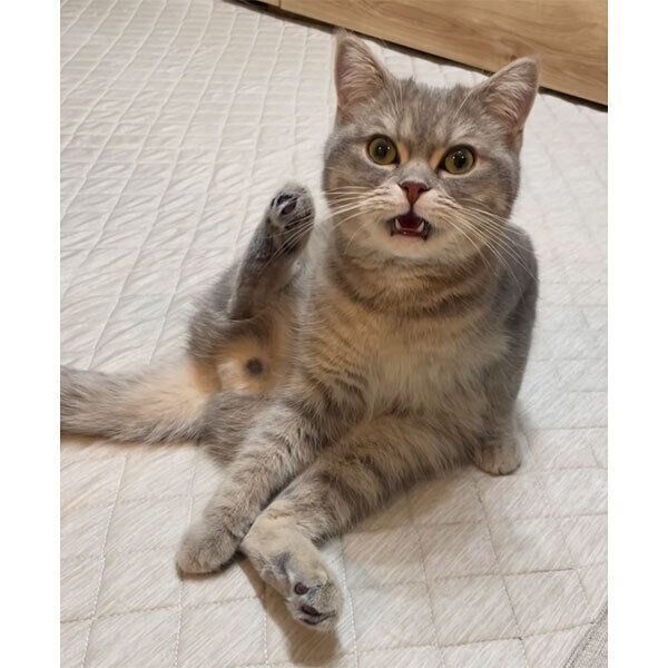 フレーメン反応をするマヨくん