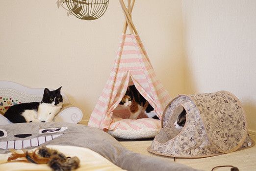 猫部屋にテント置いたら思ったより林間学校だこれ