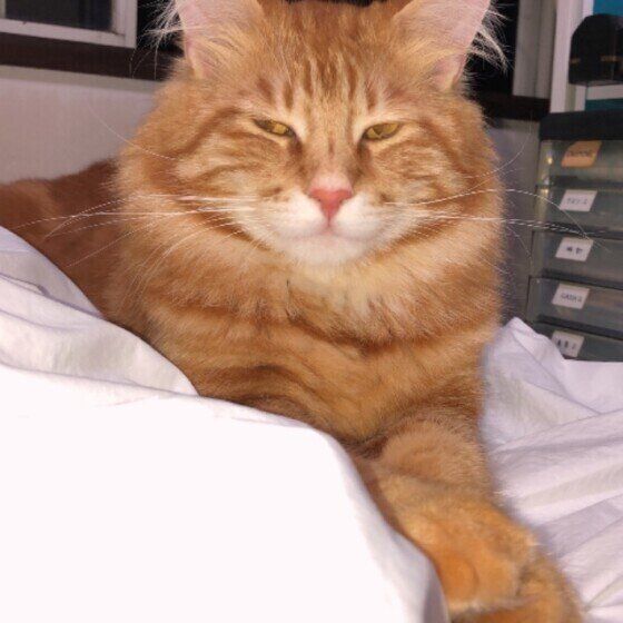 見つめるメインクーン