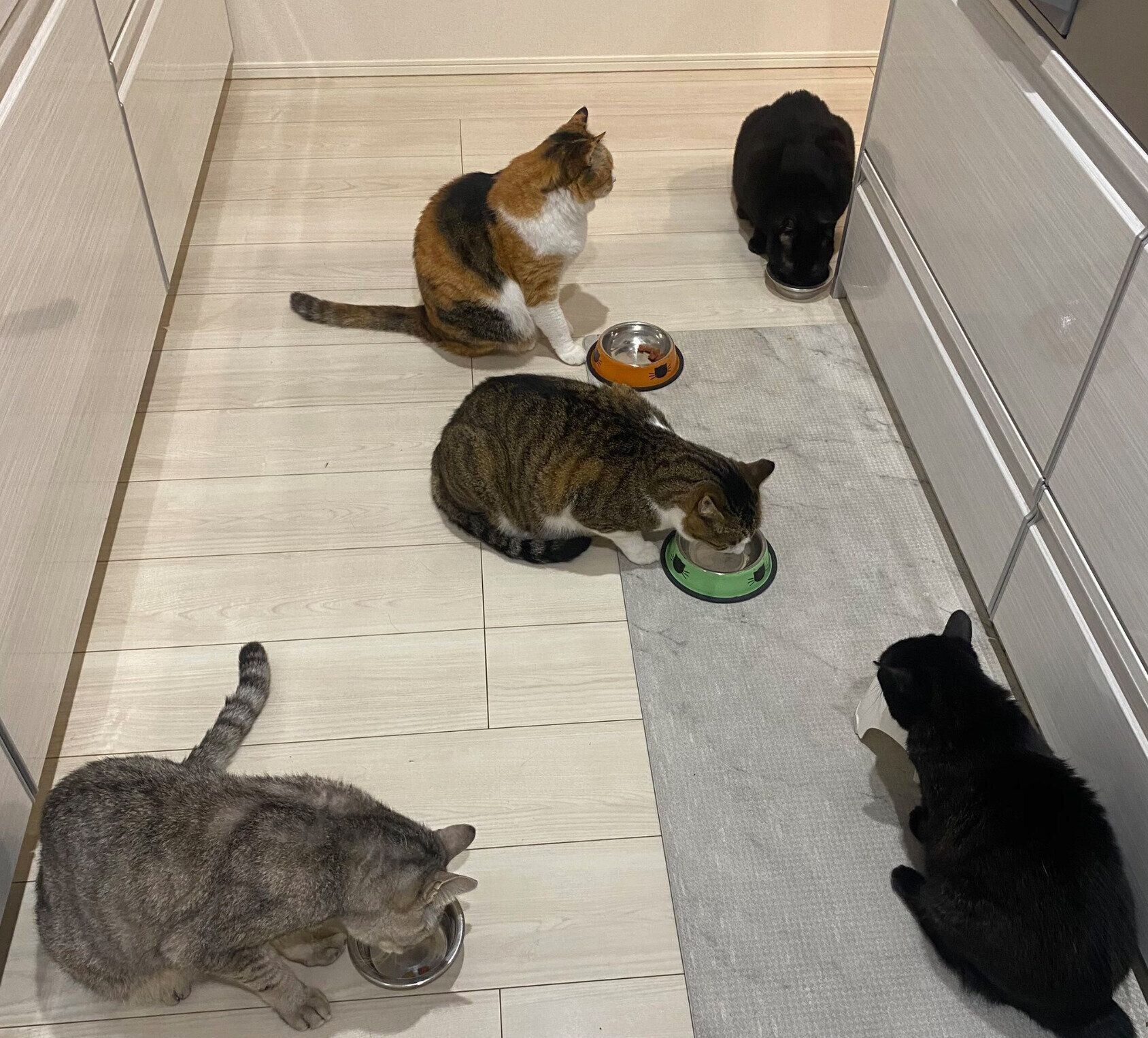 ゴハンを食べる猫たち