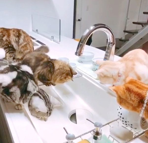 「流し台」のチェックが厳しいアメリカンショートヘアとミヌエット