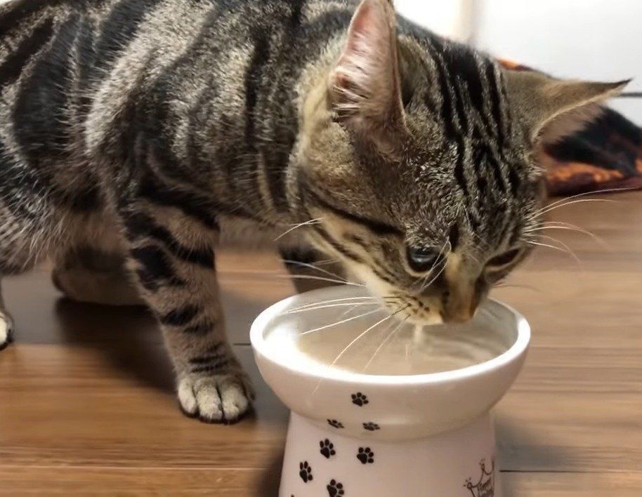 ミルクを飲む猫
