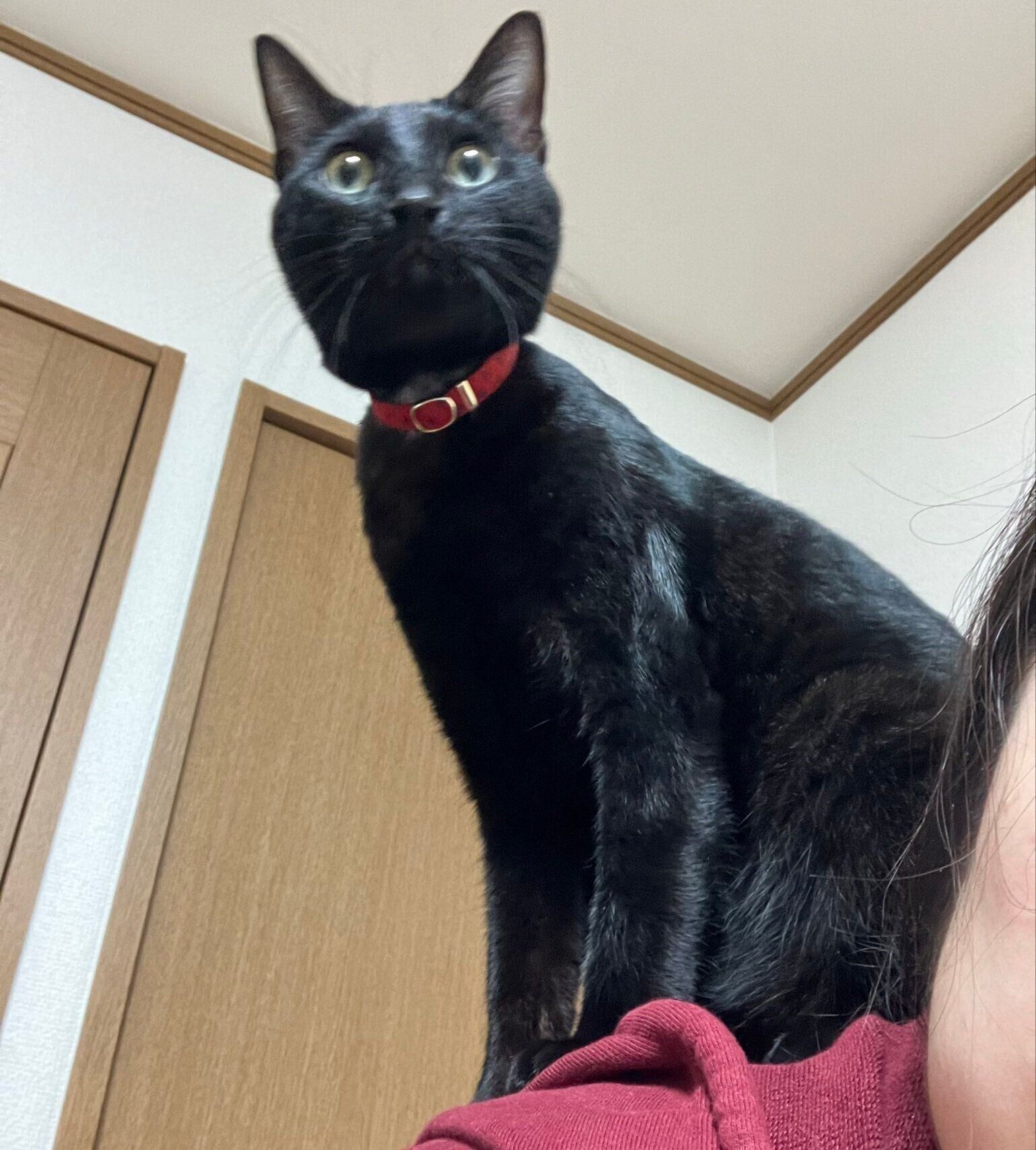 迎え入れから少したった頃の、飼い主さんの肩に乗るピノくん