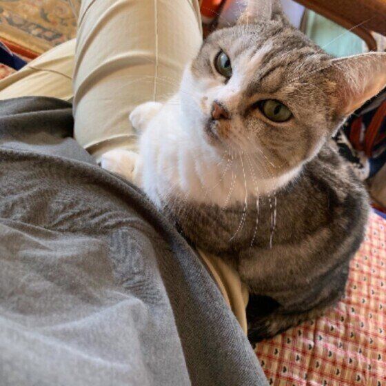 飼い主さんのそばにいる猫