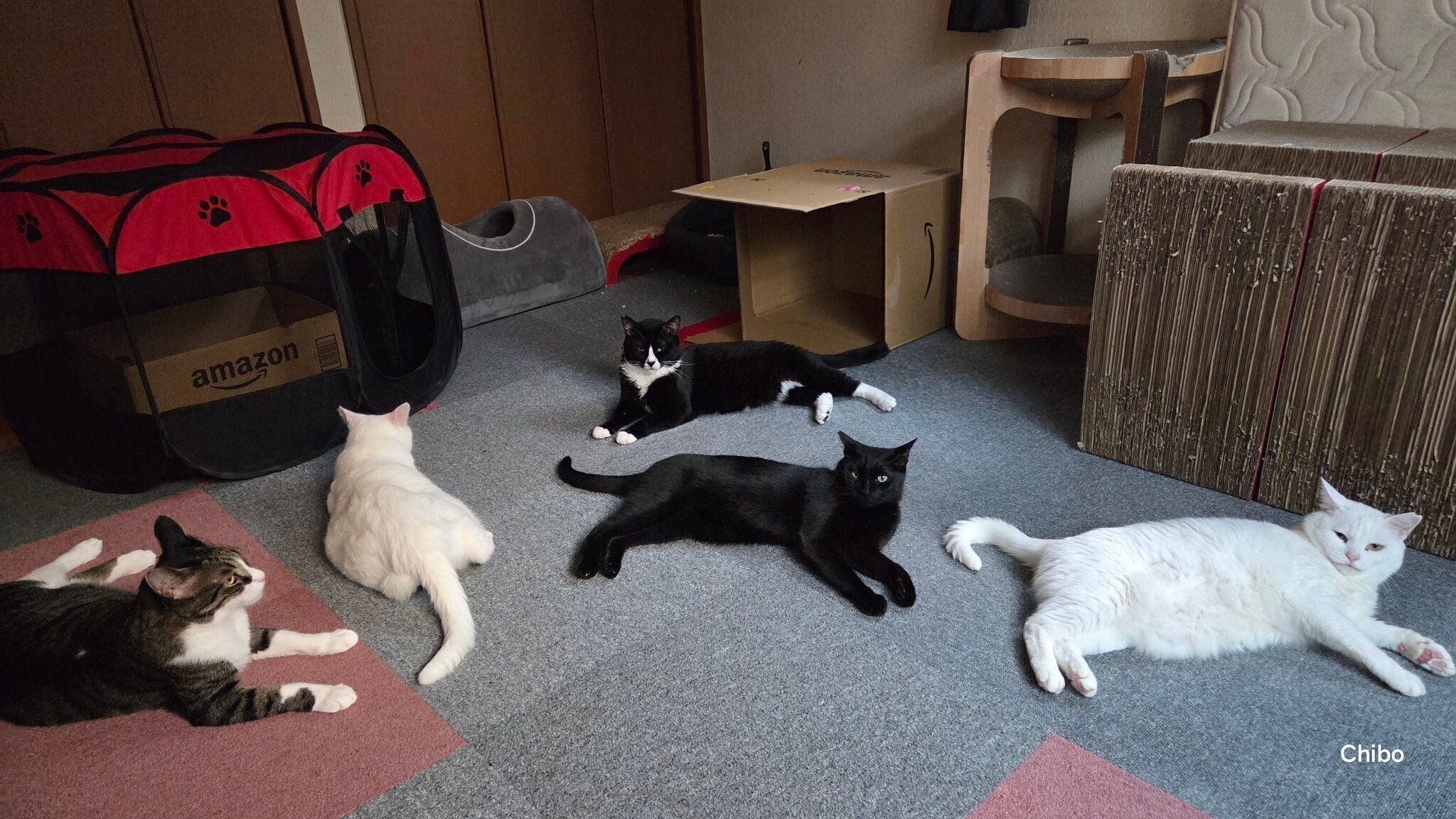 まったりする猫たち