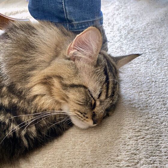 パパの足元で眠るじゅろくん