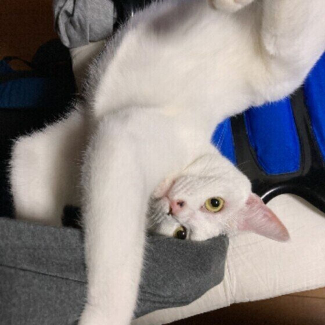 猫が飼い主の腕をギュッと抱きしめてくるときに考えられる2つのこと ねこのきもちweb Magazine 猫が飼い主の腕をギュッと抱きしめてくるときに考えられる2つのこと ねこのきもちweb Magazine