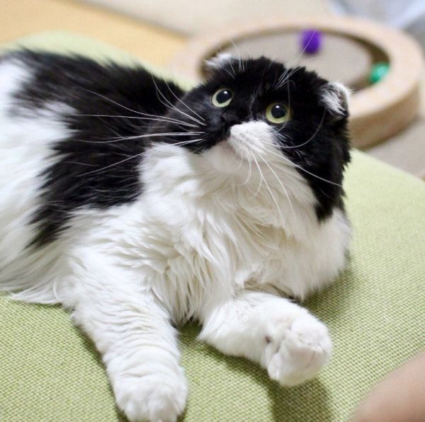 猫のすこんぶちゃん