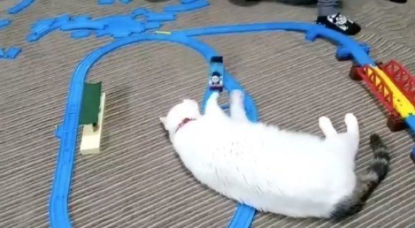 プラレールを妨害する猫