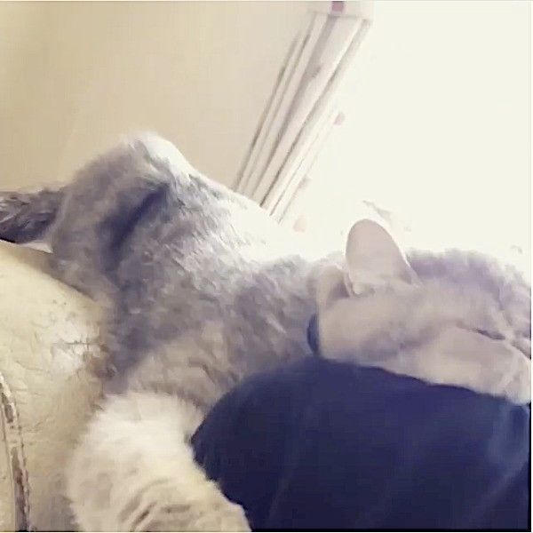 独特な愛情表現をするニャンコ