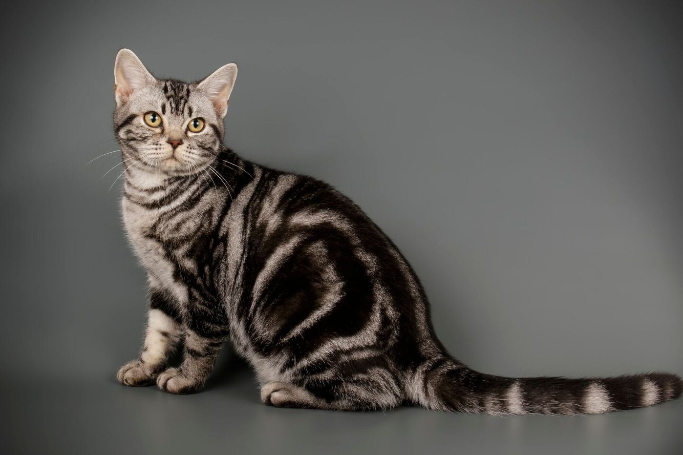 アメリカンショートヘアの特徴と飼い方 可愛い画像いっぱい ねこのきもち 猫図鑑 ねこのきもちweb Magazine アメリカンショートヘアの特徴と飼い方 可愛い画像いっぱい ねこのきもち 猫図鑑 ねこのきもちweb Magazine