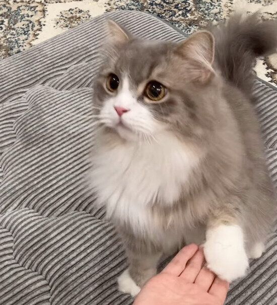 オカワリをする翠くん