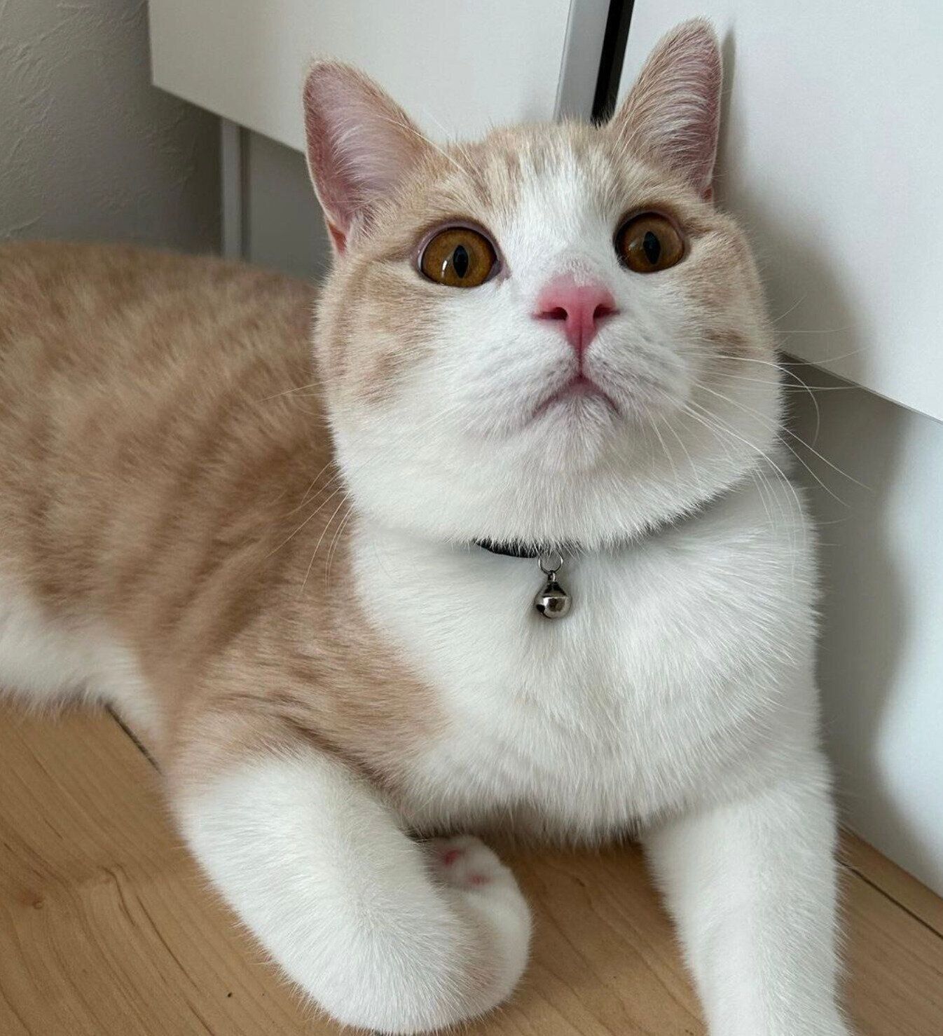 くつろぐなるとくん