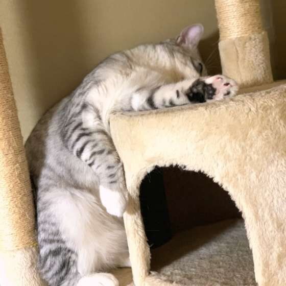 エル　サバトラ　力尽き