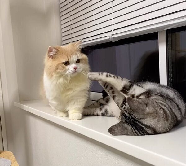 通り道を塞がれるきなこちゃん