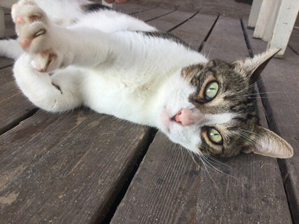 愛猫が暴れない爪切りの極意!獣医師直伝の安全手順と失敗防止法