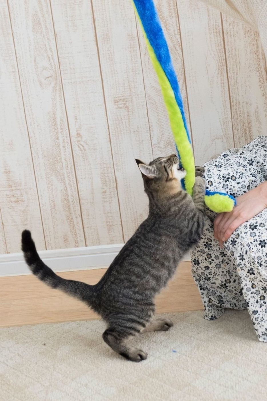 どんな猫も飽き知らず 猫を夢中にさせる 遊ばせ方 教えます ねこのきもちweb Magazine どんな猫も飽き知らず 猫を夢中にさせる 遊ばせ方 教えます ねこのきもちweb Magazine