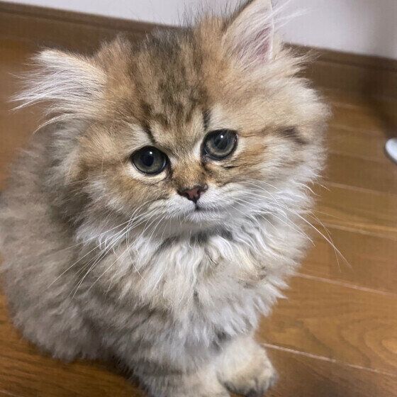 ペルシャのふうこちゃん