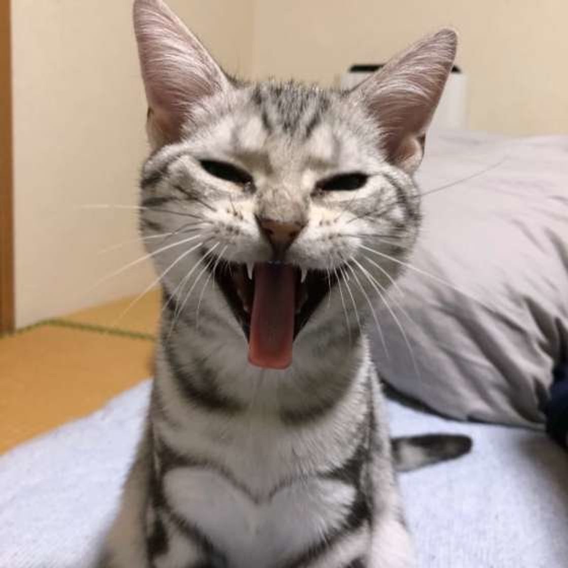 大きなお口を開ける姿にほっこり 猫があくびをする理由とは ねこのきもちweb Magazine 大きなお口を開ける姿にほっこり 猫があくびをする理由とは ねこのきもちweb Magazine