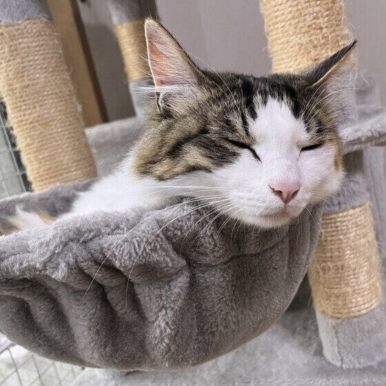 Mix（ミケ）のしおちゃん♪