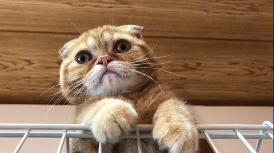 見つめるスコティッシュフォールド