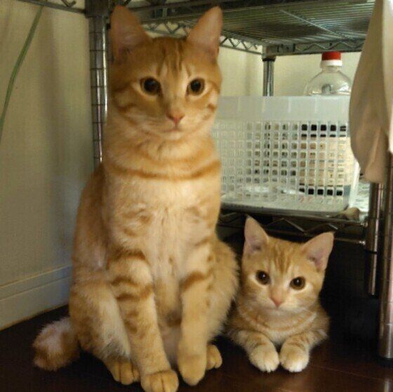 キッチンにいるアメリカンショートヘア