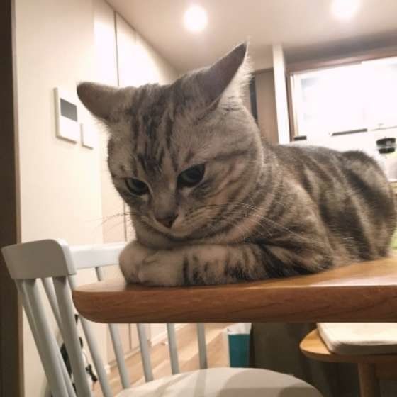 机の上に乗る猫