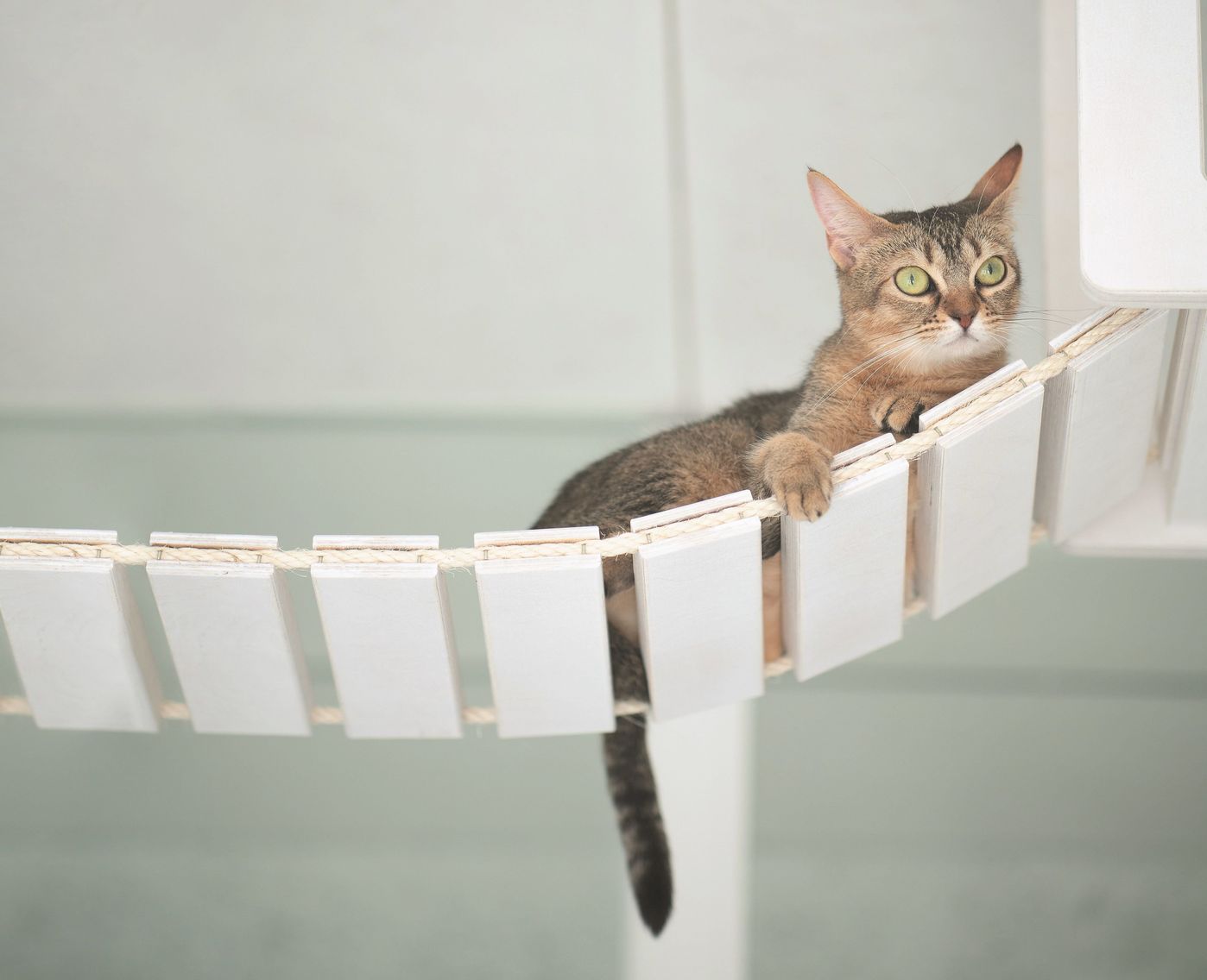 今日はここにいるのね 猫のお気に入りの場所でわかるねこのきもち ねこのきもちweb Magazine 今日はここにいるのね 猫のお気に入りの場所でわかるねこのきもち ねこのきもちweb Magazine