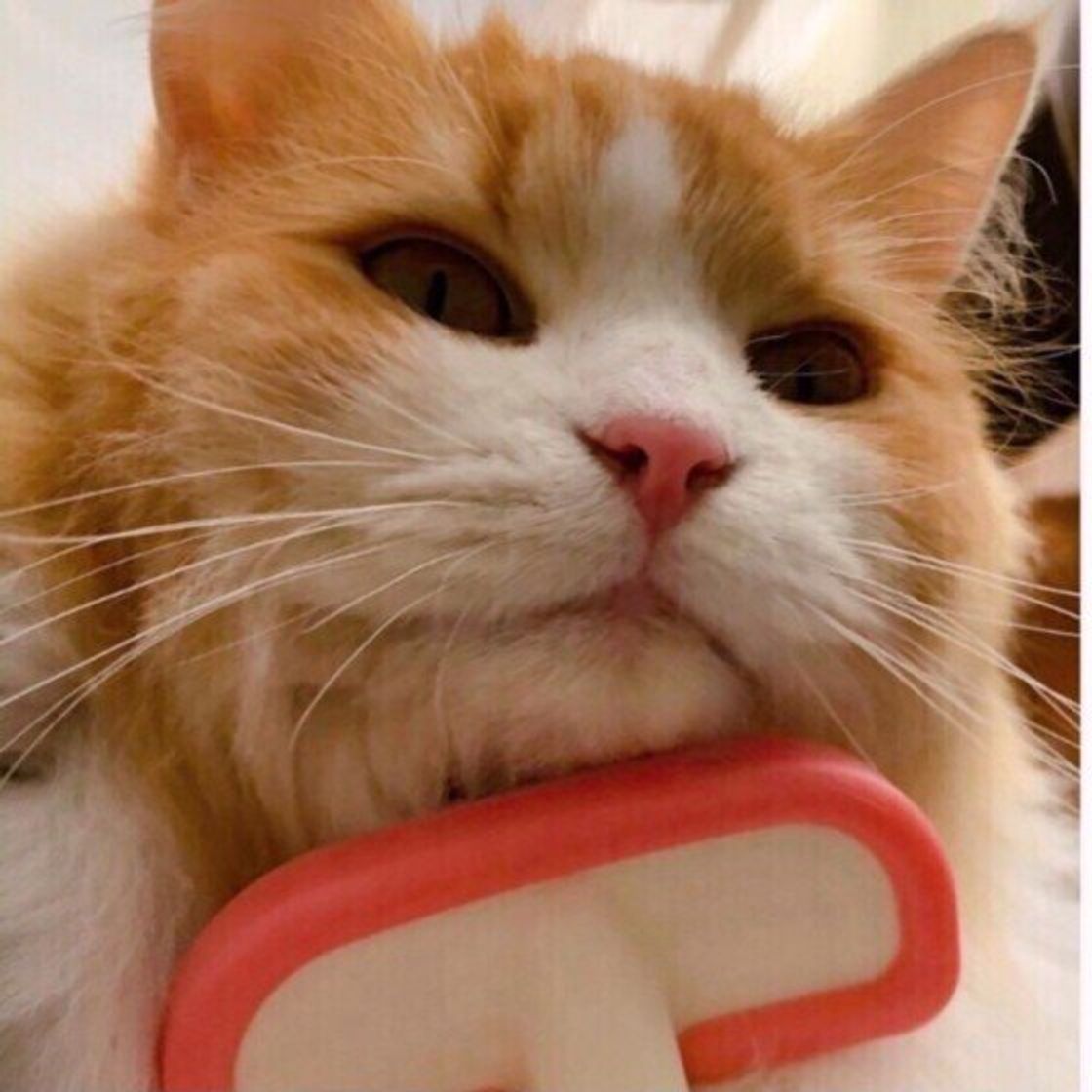 抜けまくる猫の毛 放置すると病気になることも 短毛ならではのブラッシングのコツは ねこのきもちweb Magazine 抜けまくる猫の毛 放置すると病気になることも 短毛ならではのブラッシングのコツは ねこのきもちweb Magazine