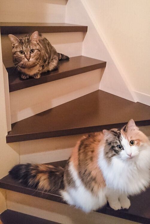 階段で待つ2匹の猫