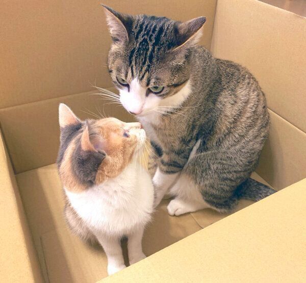 見つめ合うあめくん、おとちゃん