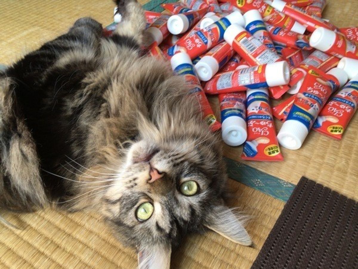 与え過ぎは要注意 猫の嗜好品の与え方と注意点を物語形式でお届け ねこのきもちweb Magazine 与え過ぎは要注意 猫の嗜好品の与え方と注意点を物語形式でお届け ねこのきもちweb Magazine