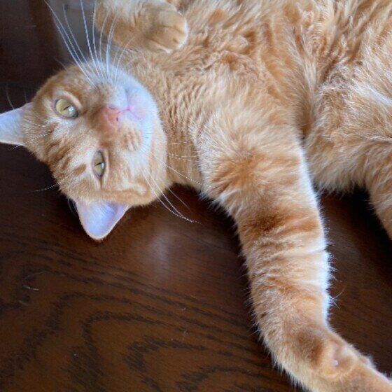 寝転がる茶トラ