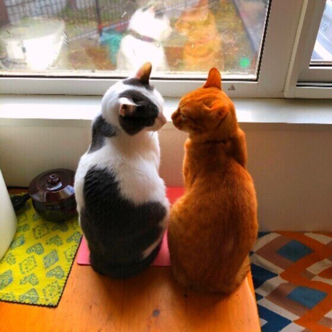 猫同士が鼻で キス する理由 可愛い キス 画像も ねこのきもちweb Magazine 猫同士が鼻で キス する理由 可愛い キス 画像も ねこのきもちweb Magazine