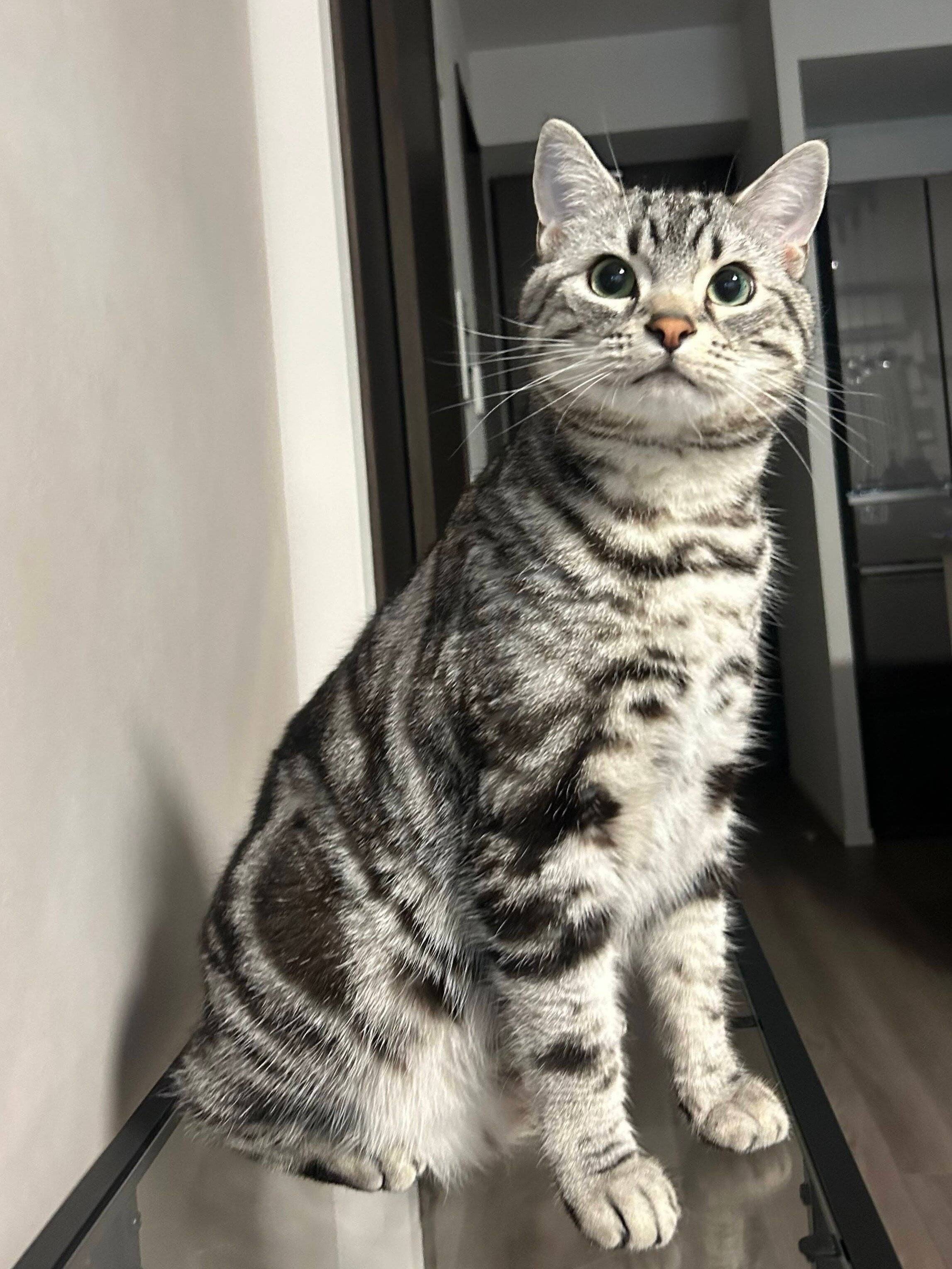 飼い主を見つめるアメリカンショートヘア