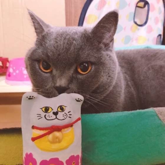 招き猫とマリウスくん