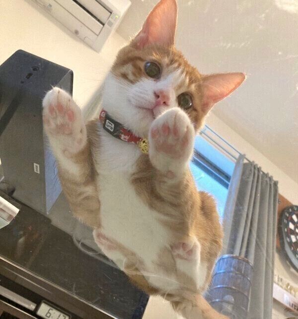 見つめるいなりくん