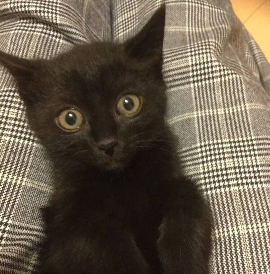 保護当時のルージュちゃん