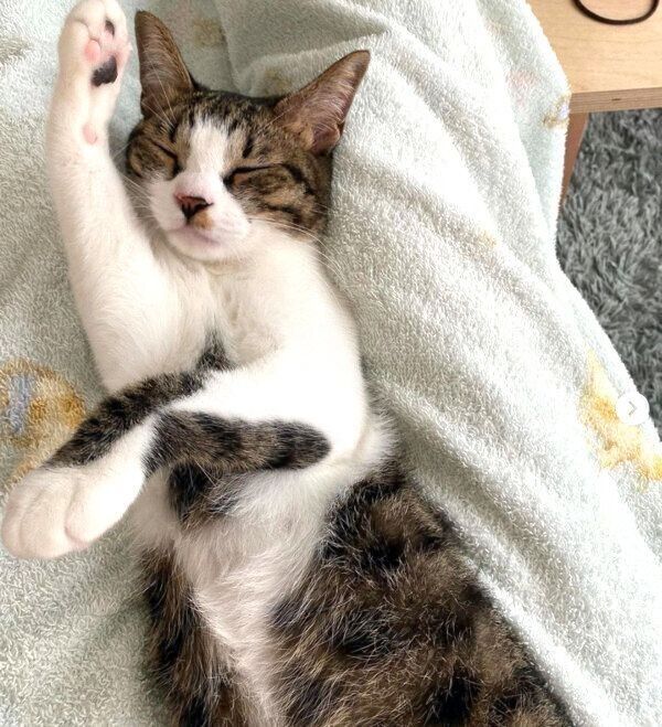 気持ちよさそうに眠るふきちゃん