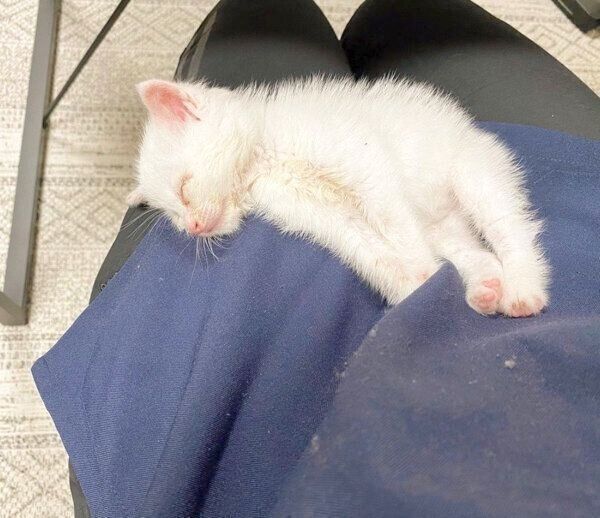 眠るコハクさん