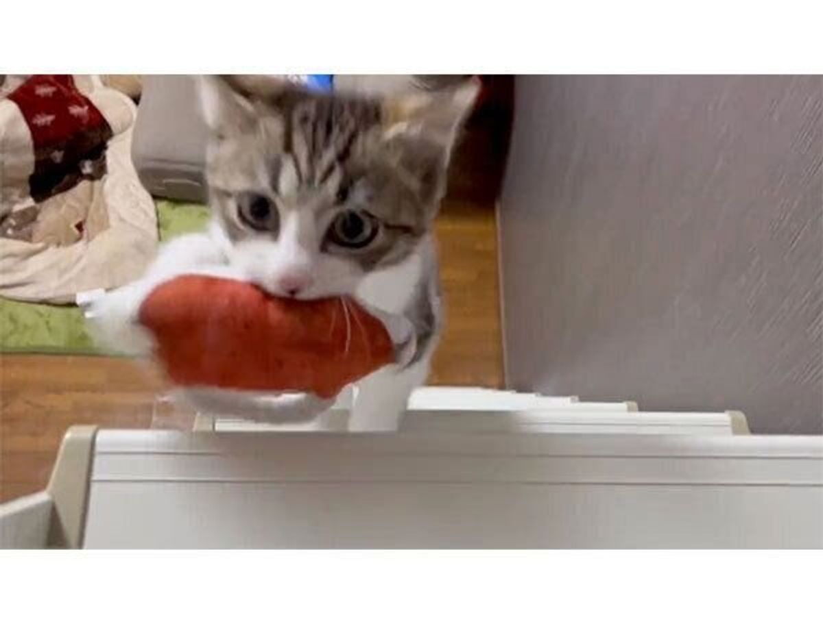 犬化 が止まらない子猫 おもちゃを飼い主に届ける必死な姿に かわいいが迫ってくる ねこのきもちweb Magazine 犬化 が止まらない子猫 おもちゃを飼い主に届ける必死な姿に かわいいが迫ってくる ねこのきもちweb Magazine