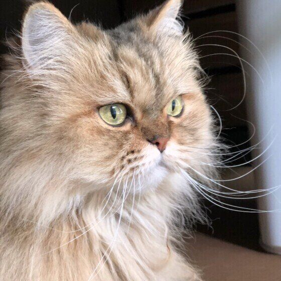 ペルシャのFaFaちゃん