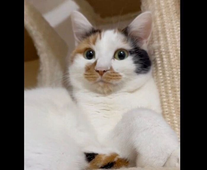 見つめるみこちゃん